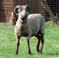 /album/fotogalerie-shetlandske-ovce/farma-lysa-n-l-foto-grocholova-0444-jpg1/